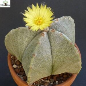 Image of Astrophytum myriostigma – Bishop’s Cap