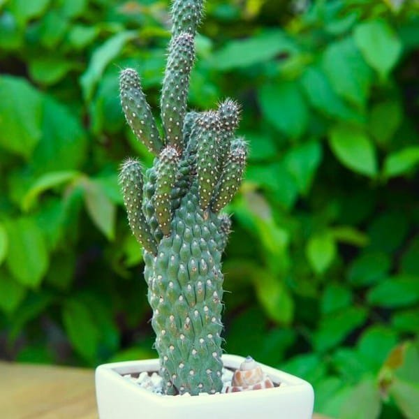 Image of Boxer cactus