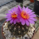 Image of noto cactus
