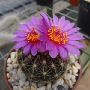 Image of noto cactus