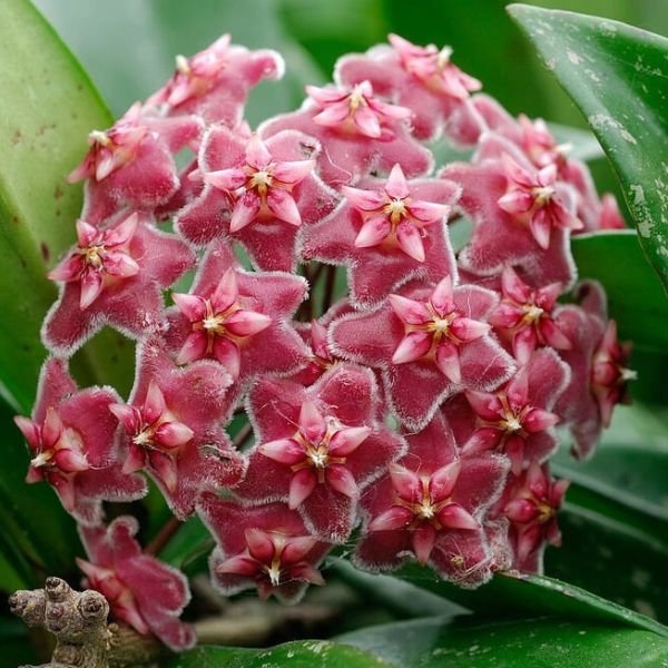 Hoya pubicaly X pink silver