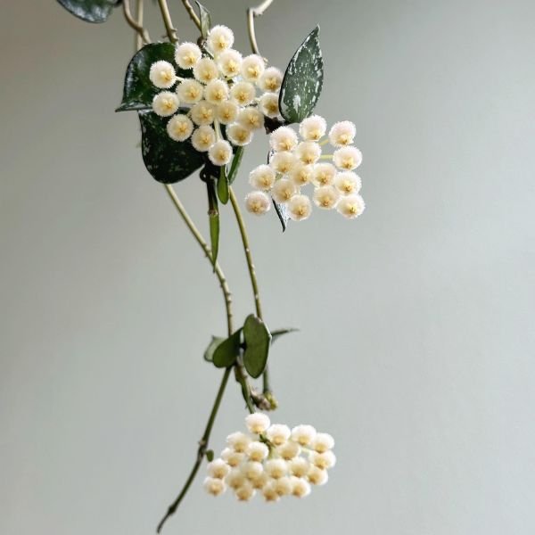 Hoya krohniana