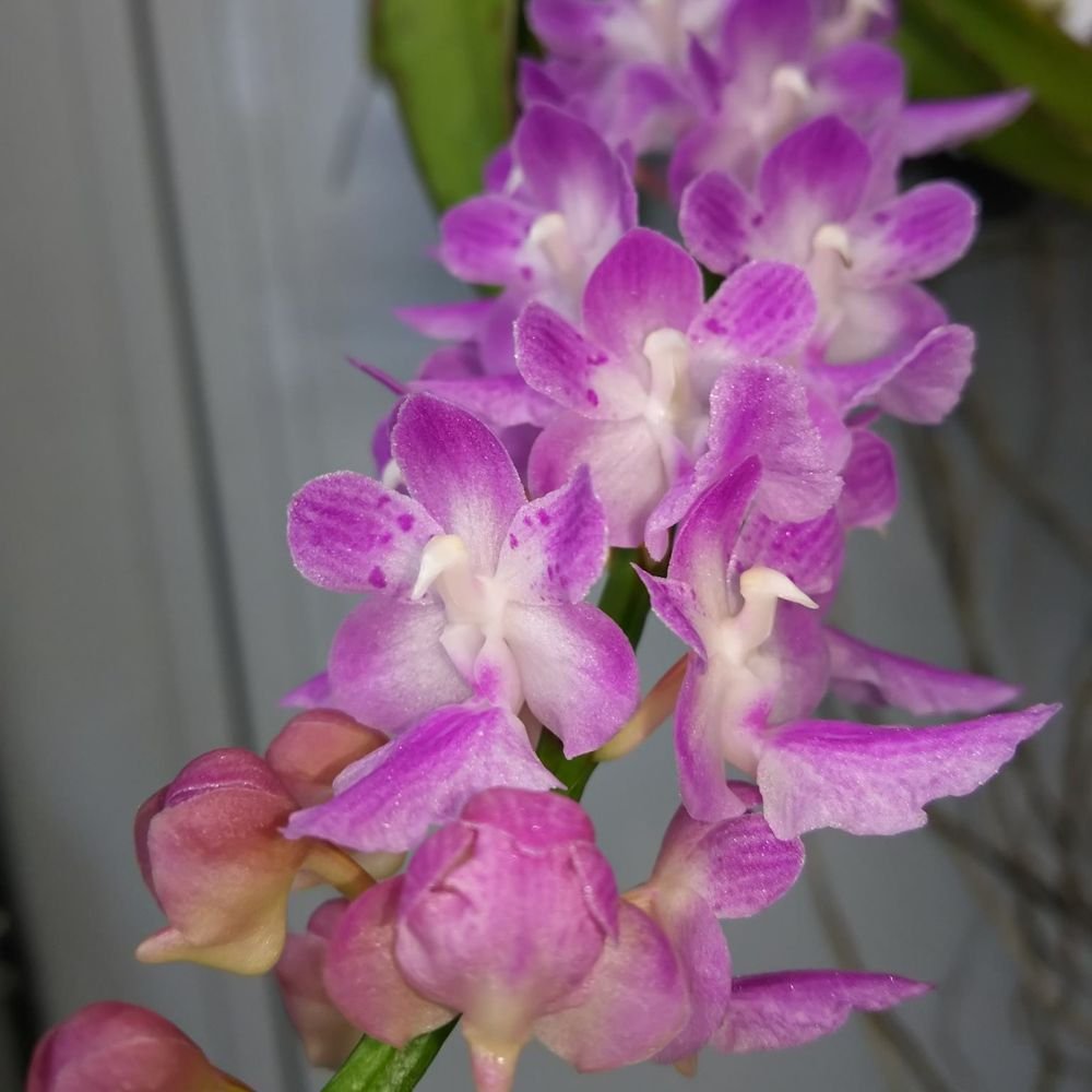 Aerides Multiflora Orchid - Image 3