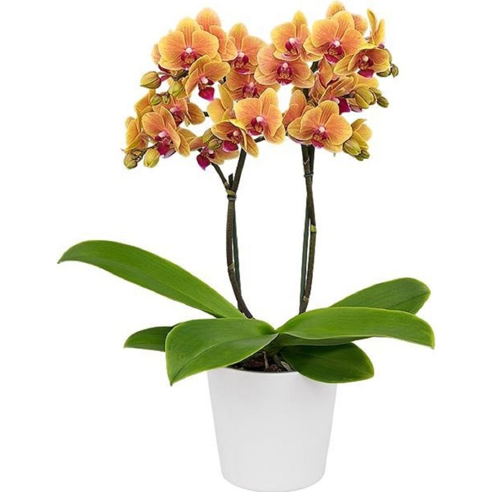 Phalaenopsis Grazia Orchid - Image 3