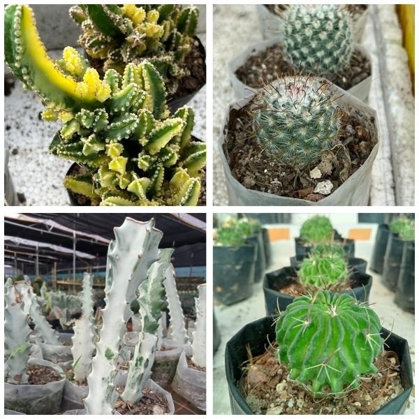 Four Cactus combo pack v3