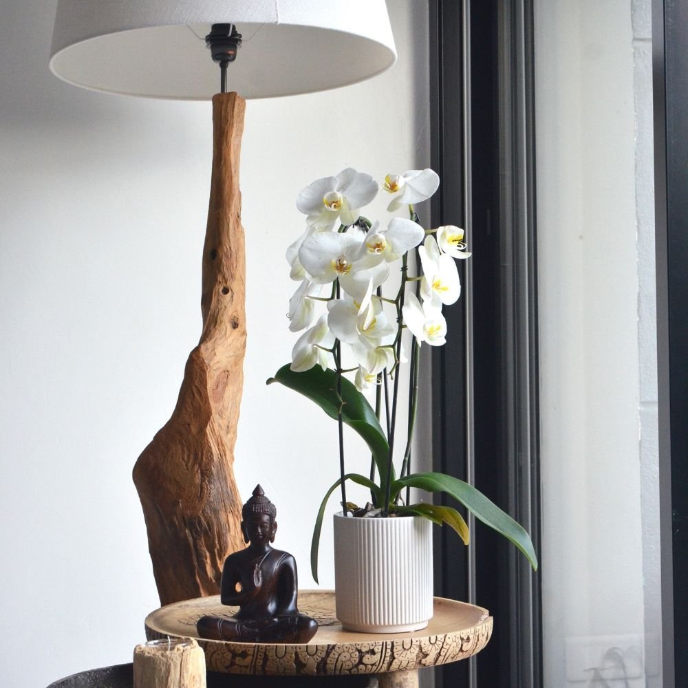 Phalaenopsis Pure Silk Orchid - Image 4