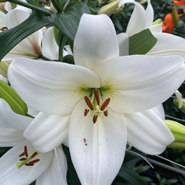 Lilium Combo pack V2 - Image 4