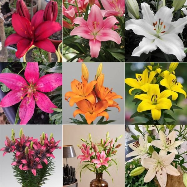 Lilium Bulbs combo pack of 9