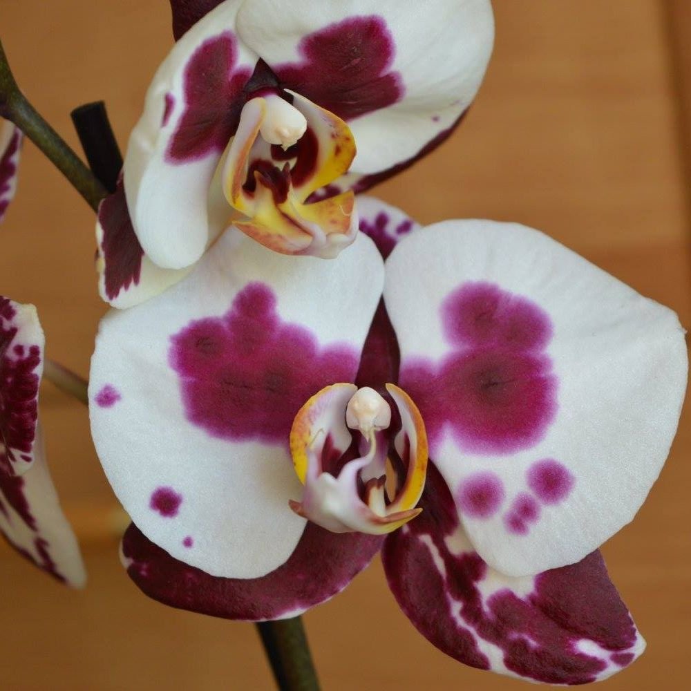 Phalaenopsis Polka Dots Orchid - Image 3