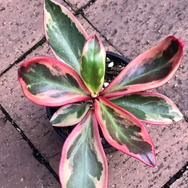 Peperomia clusiifolia jelly variegated pink edge