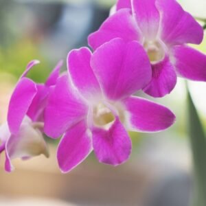 Image of Dendrobium Airy Panda Orchid