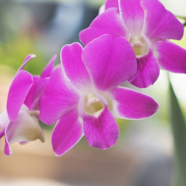 Image of Dendrobium Airy Panda Orchid
