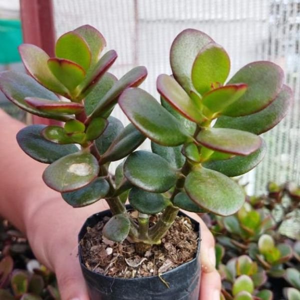 Red Tip Crassula