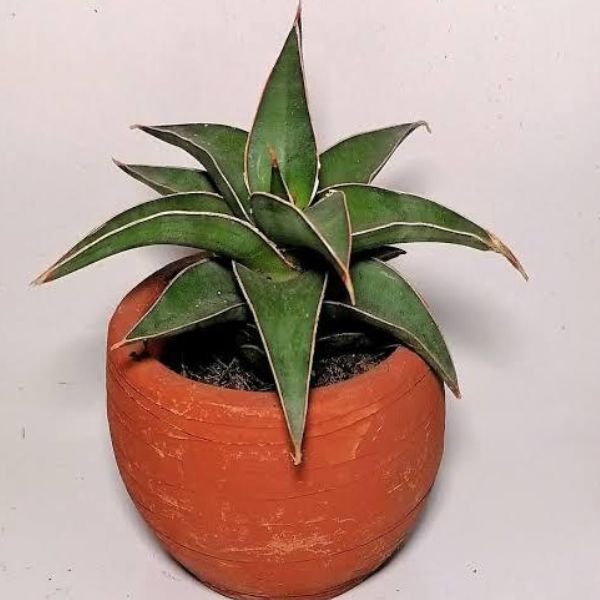 Sansevieria Lavorsan dwarf (Indoor Plant)