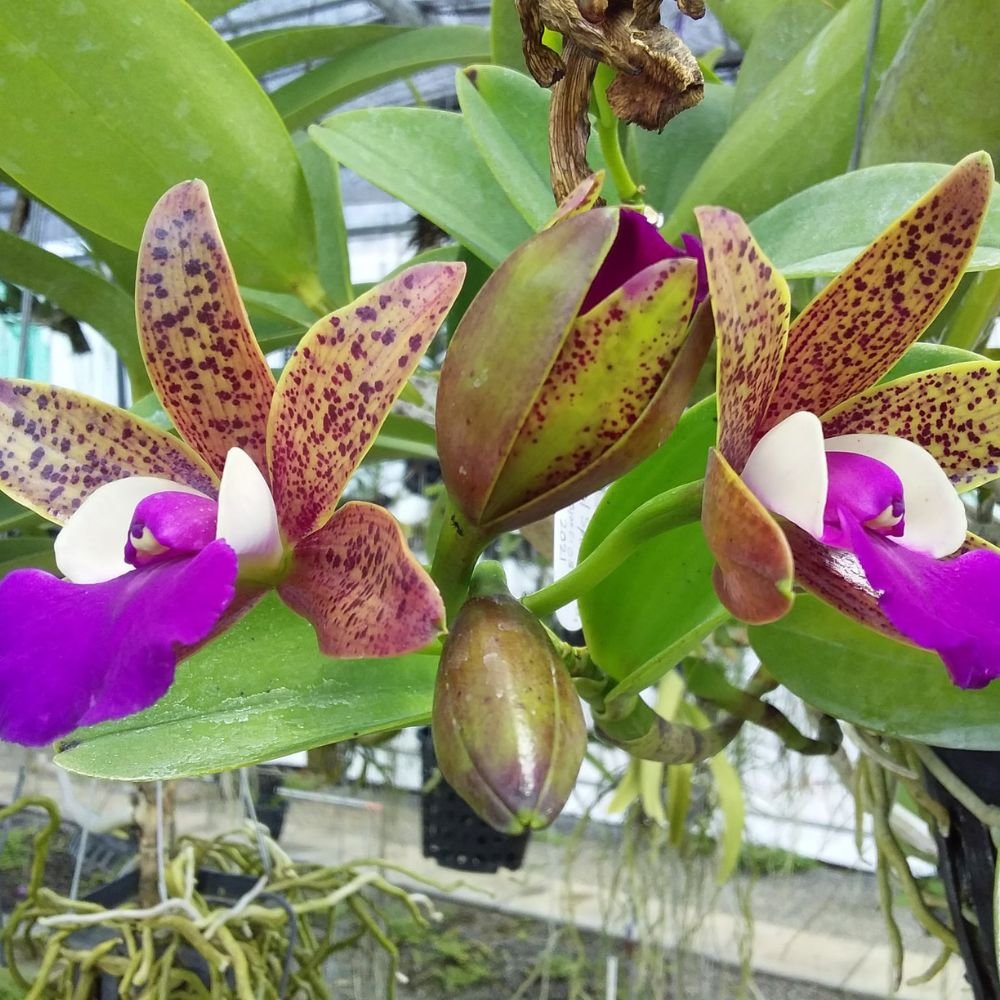 Cattleya Ratsima Spot Orchid - Image 4