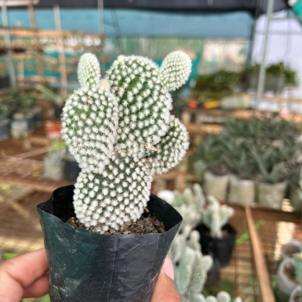 Four Cactus combo pack v2 - Image 4