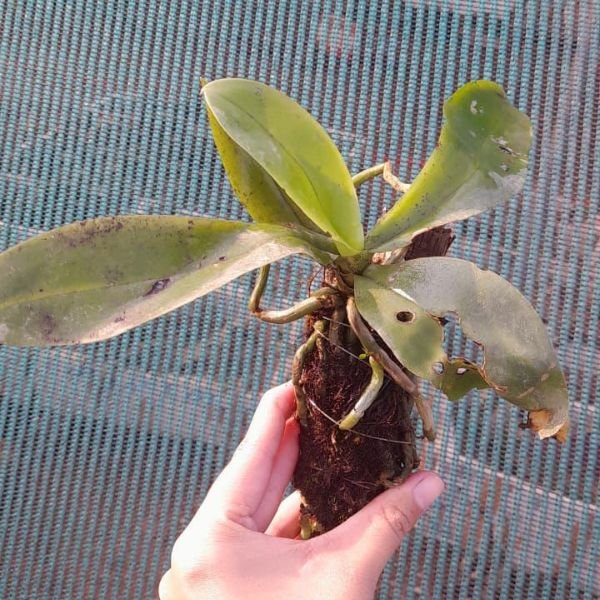 Phalaenopsis mannii - Image 6