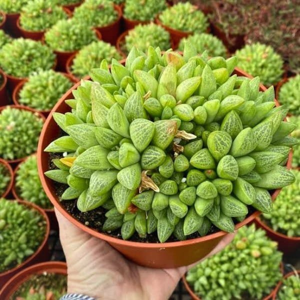 a hand holding a potted plant Image of Haworthia turgida
