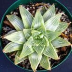 Image of Haworthia magnifica