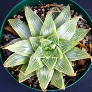 Image of Haworthia magnifica