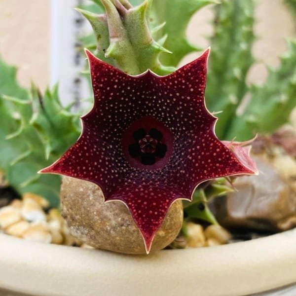 Image of Huernia Macrocarpa