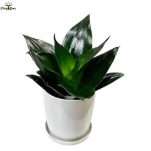 Image of Sansevieria 'Black dragon'