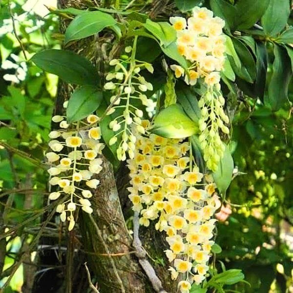 Dendrobium Farmeri Orchid - Image 2