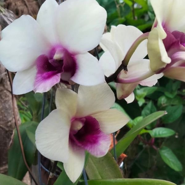 Dendrobium Airy Ice - Image 4