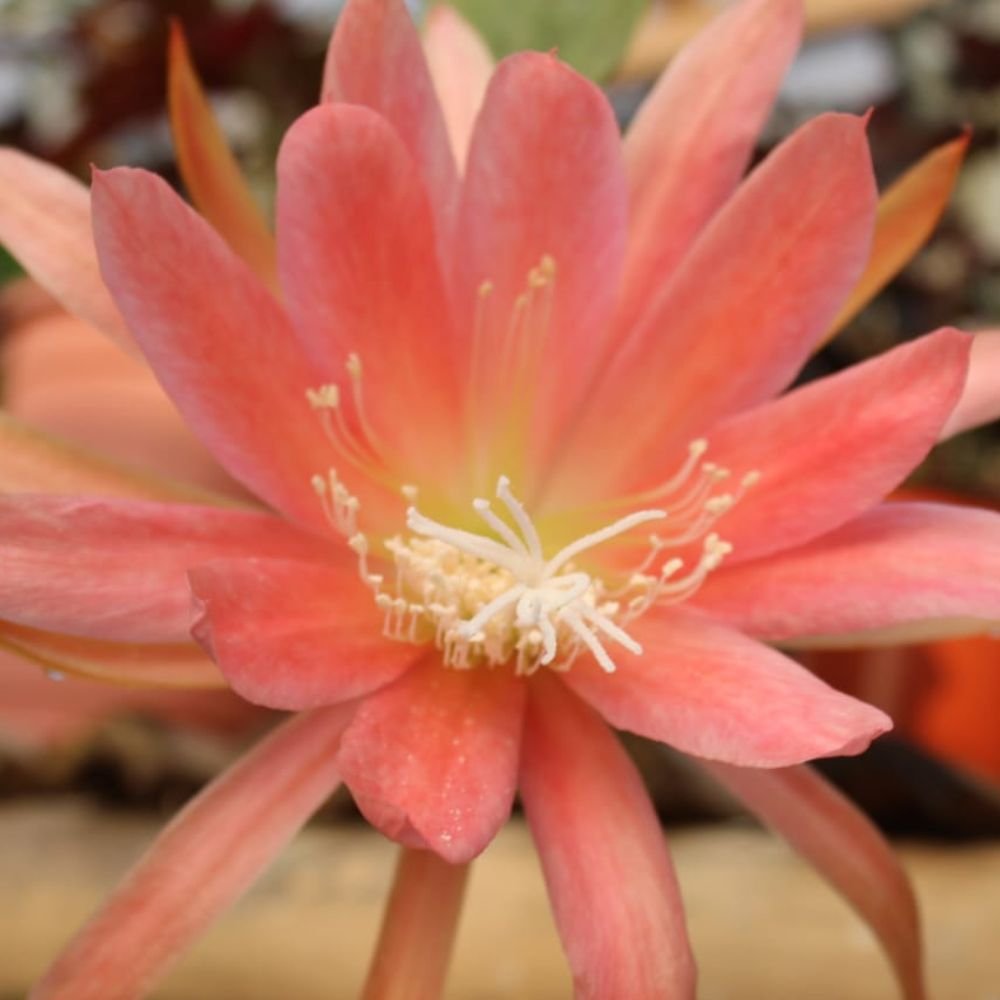BrahmaKamal | Epiphyllum Padre Texus - Image 4