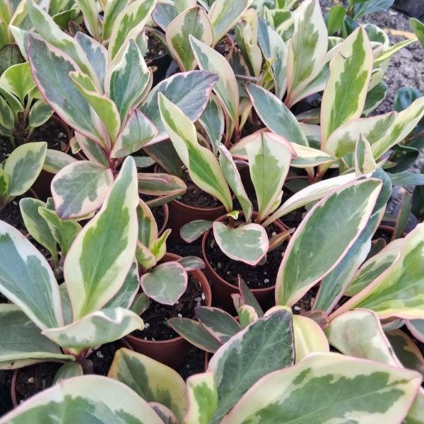 Peperomia clusiifolia jelly variegated pink edge - Image 3