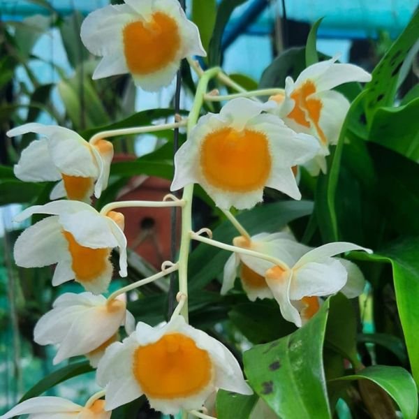 Dendrobium Farmeri Orchid - Image 6