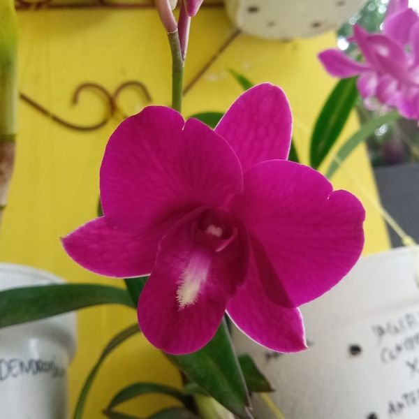 Dendrobium airy red dragon - Image 3