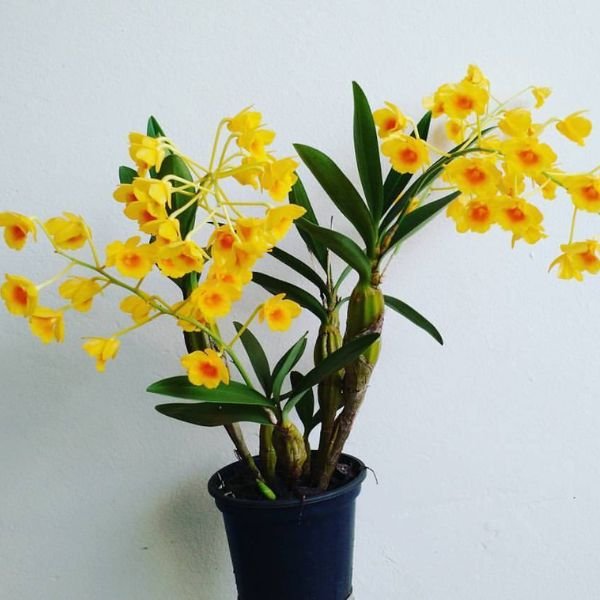 Dendrobium Chrysotoxum Orchid - Image 4