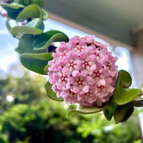 Hoya hindu rope | Hanging plant