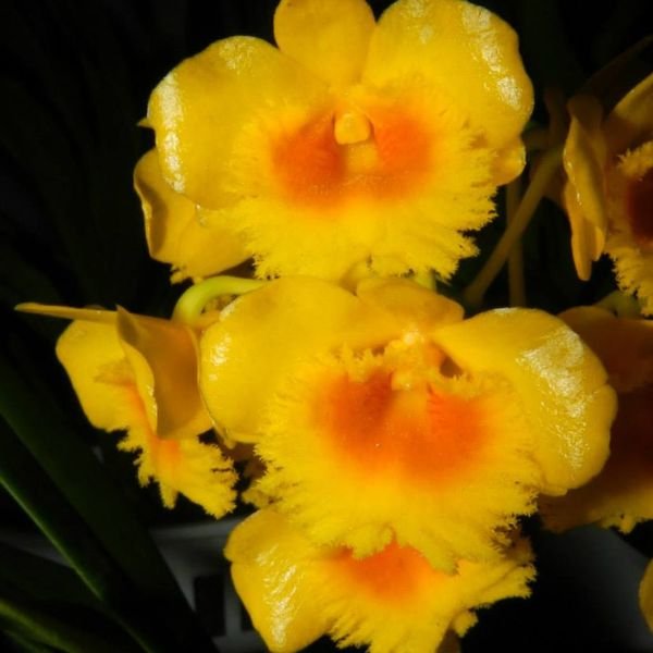 Dendrobium Chrysotoxum Orchid - Image 3