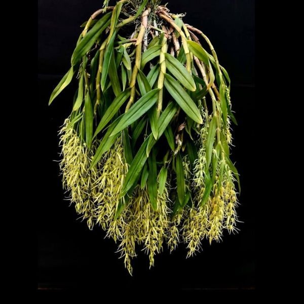 Dendrobium Denudans - Image 2