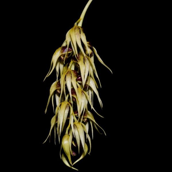 Dendrobium Denudans - Image 3