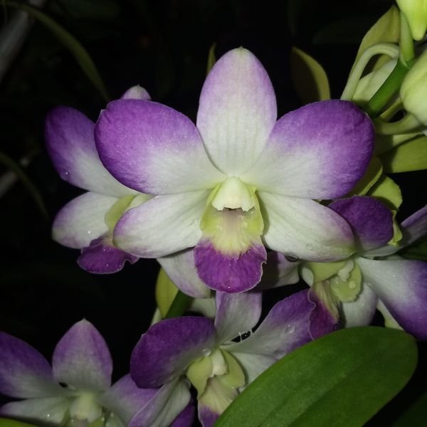 Dendrobium Areedang blue - Image 3