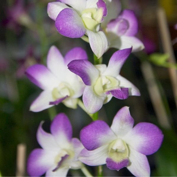 Dendrobium Areedang blue - Image 4