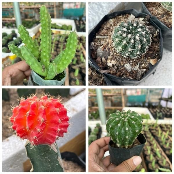 Four Cactus combo pack v4