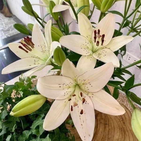 Lilium Bulbs Combo pack of 6 - Image 4