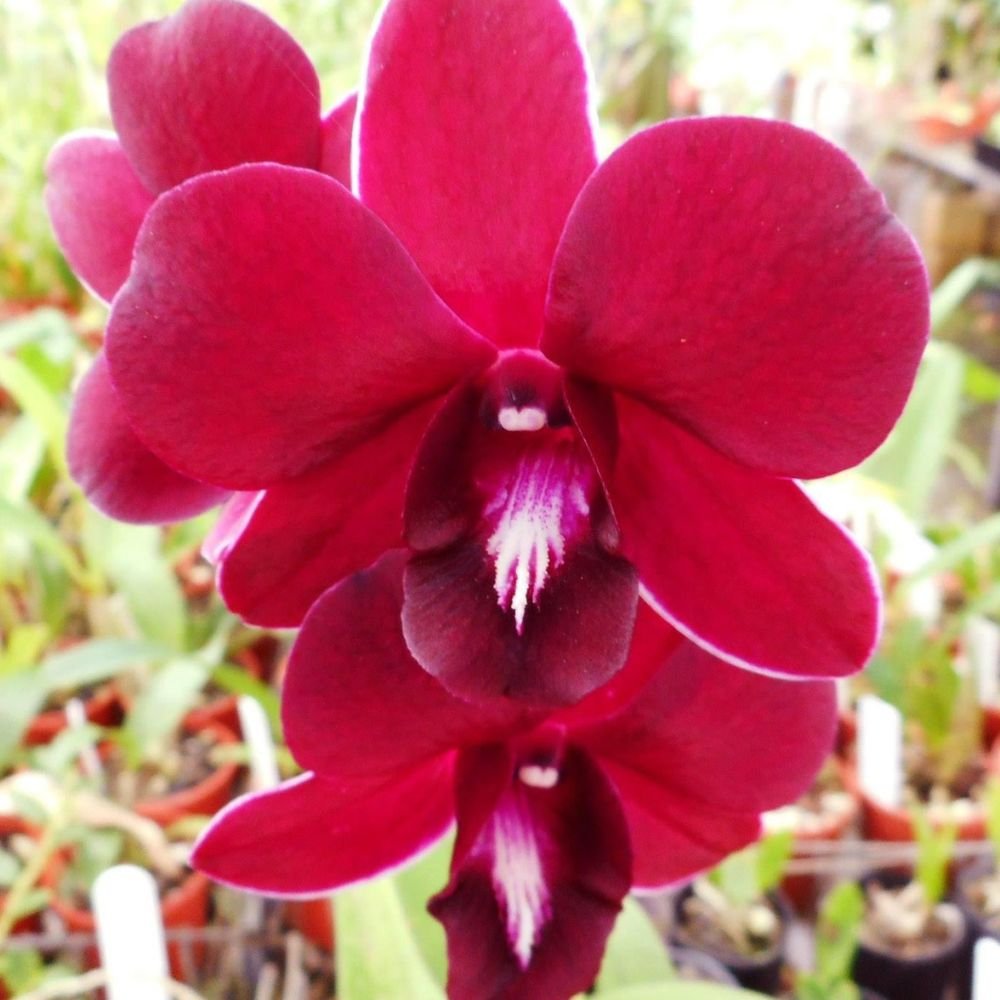 Five Dendrobium Orchids Combo - Image 6