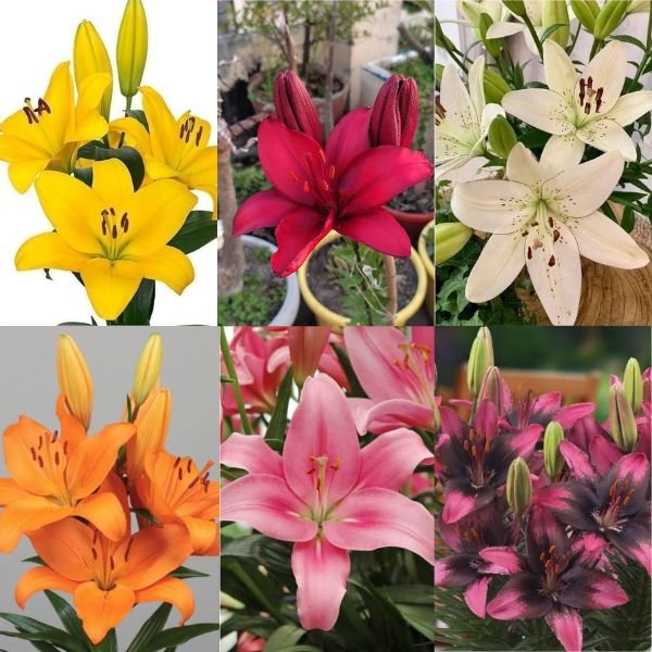 Lilium Bulbs Combo pack of 6