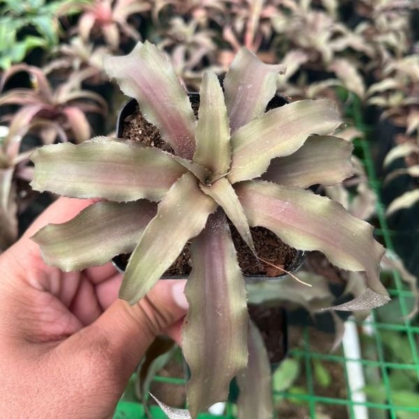 Cryptanthus combo 4 - Image 3