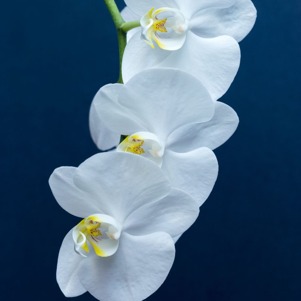 Phalaenopsis Pure Silk Orchid - Image 5