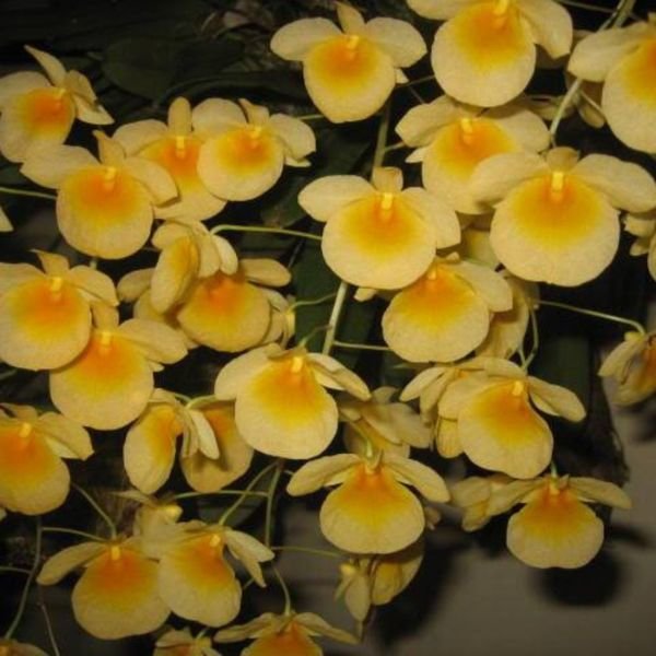 Dendrobium Jenkinsii Orchid - Image 6