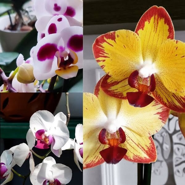 Image of Phalaenopsis Seedling Combo