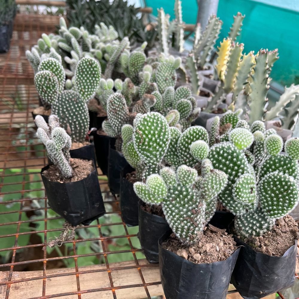 White Ear Bunny Cactus - Image 4