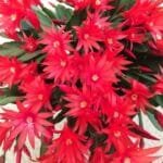 Image of Easter Cactus Red