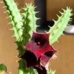Image of Huernia Macrocarpa